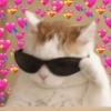 Gatitos Amor 😍 14