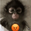 Macacos fofos 🐵🙈 10