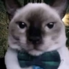 🐱 Meow 🐱 Michis 🐱 Gatos 🐱 12