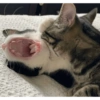CatscatacatsDIECI 7