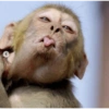 Macaco 7