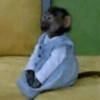 Monkey 🐒 22