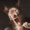 Memes cachorro 8