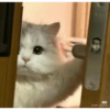 Cat 22