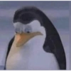 Pinguim  26