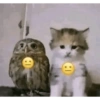Meme kucing 1 23