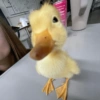 Patinho Fofo Reações 🦆 11