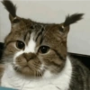🌈🐈‍⬛✨️Gatos Funny Mood✨️🐈‍⬛🌈 28