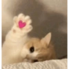 Cute baby cat🥺 9