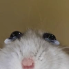 Rata triste Hámster Meme 🐹 8