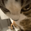 GATOS 🐱 11
