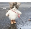 Cat Memes 😻 8
