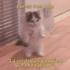 Lunes con L de Gatitos para conquistar a tu CRUSH "La verdad yo ya quiero @draszlove que sea sábado".