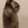 Macaco fofinho 9