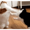 CatscatacatsDIECI 9