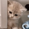 Gatinhos 28