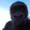 Monkey 🐒 11