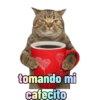Michi Objeto 🐈‍⬛😽 9