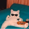 Cat 25