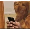 Perritos Juzgando graciosos 👀 20