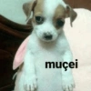muçei
