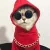Cat cute  11