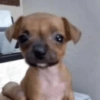 Cachorro. 9