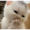Miau 🗣️ 9