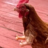 Vale a pena baixar esse 🪶🐓 11