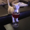 Gatitos Viciosos 🍻🥃 15
