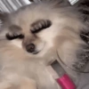 Cílios glam