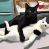 GATOS 🐱 12