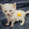 Gatos emoji 🙃 7