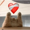 Cute baby cat🥺 10