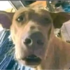 Perritos Juzgando graciosos 👀 24