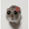 Hamster desesperado 19
