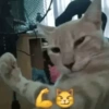 Animalitos Random! 🐱🐵 13