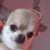 Chihuahua 😆 10