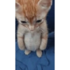 Cat Memes 😻 13