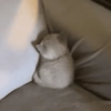 Gatinhos 13