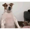Perritos Juzgando graciosos 👀 23