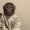 Monkey 🐒 23
