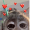ANIMAIS ALEATÓRIOS 8