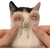 Nicktayalexhenry 27