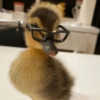 Patinho Fofo Reações 🦆 15