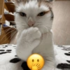 GATOS 🐱 14