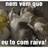 Gatinhos expressivos 8