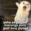 Meow Memes 😾 18
