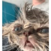 Pov De Gatos 🌚 5