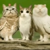 Meowl meme cat🐱✨ 5